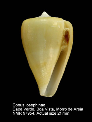 Conus josephinae (3).jpg - Conus josephinae Rolán,1980
